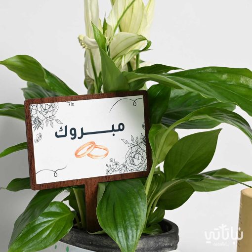 هدية الزواج نبتة الاشرعة البيضاء وتشوكلت كرسبي