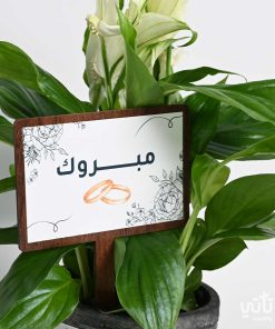 هدية الزواج نبتة الاشرعة البيضاء وتشوكلت مغلف