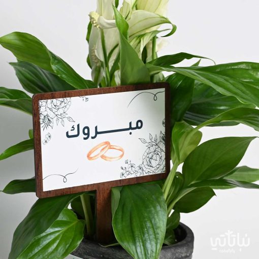هدية الزواج نبتة الاشرعة البيضاء وتشوكلت مغلف