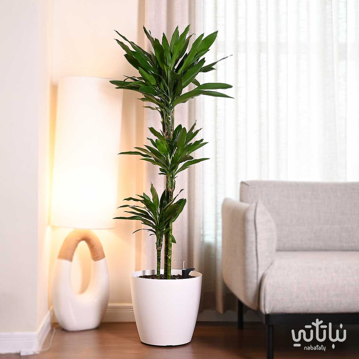 Large Dracaena Janet Lind in a white self-watering pot -