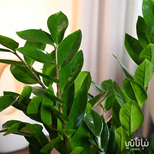 نبتة زاميا كبيرة في حوض اسمنتي ابيض