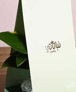 هدية هولدر نبتة البوتس اخضر فاتح