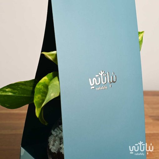 هدية هولدر نبتة البوتس ازرق