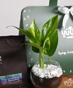 هدية نبتة البوتس مع قهوة شارع الشميسي أثيوبيا