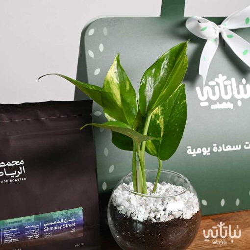 هدية نبتة البوتس مع قهوة شارع الشميسي أثيوبيا