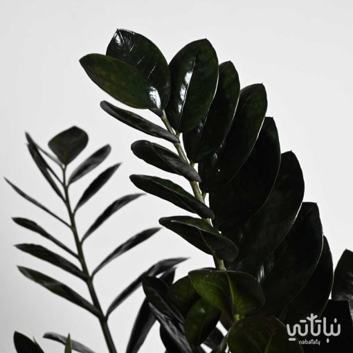 نبتة الزاميا السوداء في اصيص فايبر اسمنتي حجري رمادي