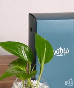 هدية نبتة البوتس ازرق