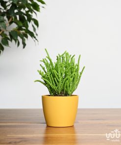 نبتة كراسولا موسكوسا في حوض سيراميك اصفر