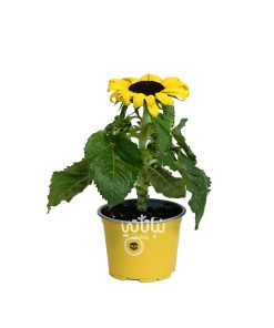 Sunflower plant