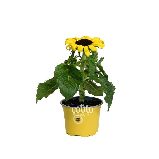 Sunflower plant