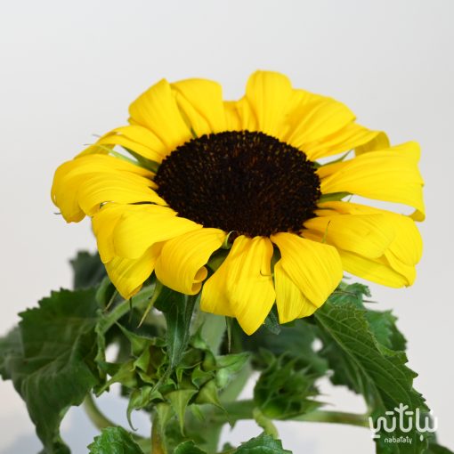Sunflower plant - Image 2