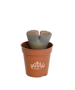 نبتة ليثوبس نبات الحصى