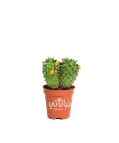 نبتة صبار صغير بورود صفراء