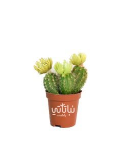 نبتة صبار صغير بورود خضراء