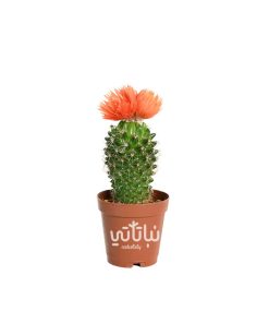 نبتة صبار صغير بورود برتقالية