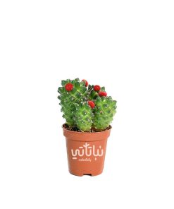 نبتة صبار صغير بورود حمراء