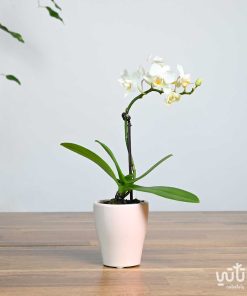 نبتة اوركيد ابيض صغير في اصيص سيراميك