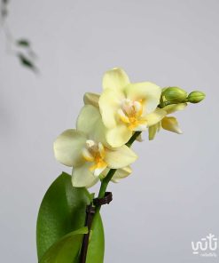 نبتة اوركيد اصفر صغير في اصيص سيراميك