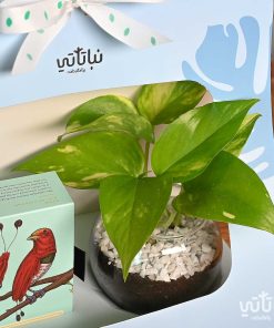 هدية الصيف نبتة البوتس مع تشوكلت مغلف