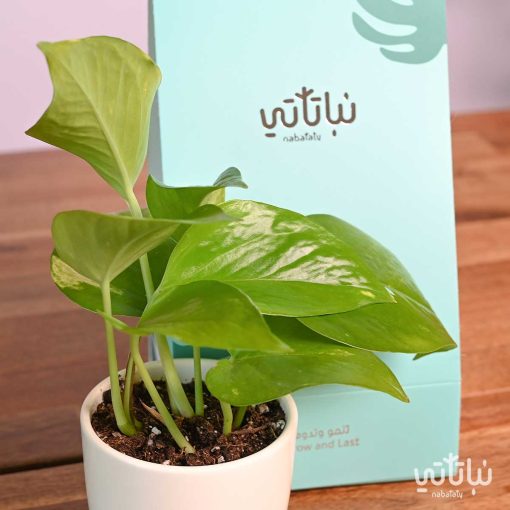 هولدر نبتة البوتس ثيم الصيف