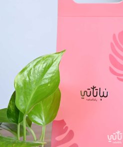هولدر نبتة البوتس ثيم الصيف