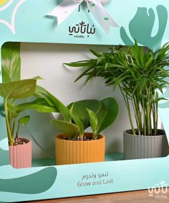 بكج هدية النباتات الصبورة ثيم الصيف