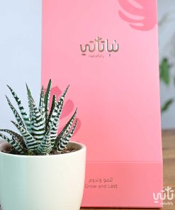 هولدر نبتة حوراء القصر ثيم الصيف