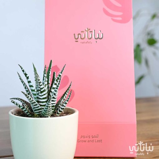 هولدر نبتة حوراء القصر ثيم الصيف