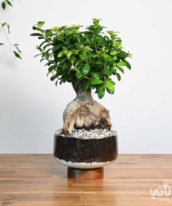 نبتة بونساي في اصيص زجاجي