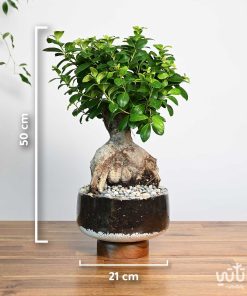نبتة بونساي في اصيص زجاجي