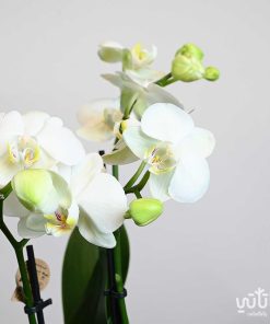 نبتة اوركيد ابيض صغير في اصيص سيراميك بنفسجي