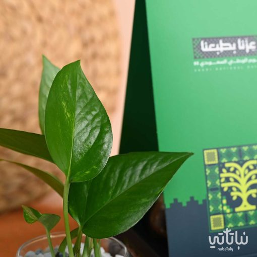 هولدر نبتة البوتس ثيم اليوم الوطني