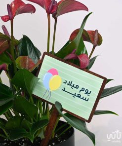 هدية يوم الميلاد نبتة الانتوريوم و تشوكلت بلجيكي