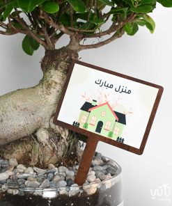 هدية منزل مبارك نبتة البونساي