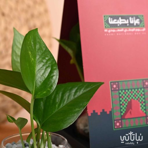 هولدر نبتة البوتس ثيم اليوم الوطني