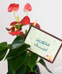 هدية فخورين فيك نبتة انتوريوم حمراء و تشوكلت مغلف