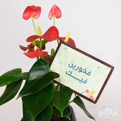 هدية فخورين فيك نبتة انتوريوم حمراء و تشوكلت مغلف