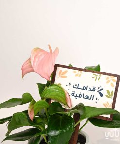 هدية قدامك العافية نبتة انتوريوم و تشوكلت بلجيكي