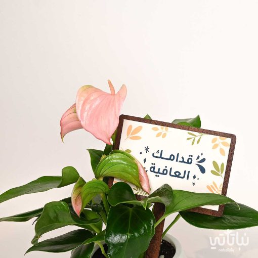 هدية قدامك العافية نبتة انتوريوم و تشوكلت بلجيكي