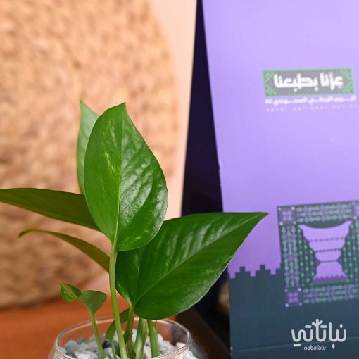 هولدر نبتة البوتس ثيم اليوم الوطني