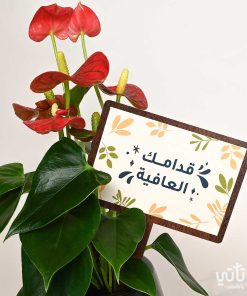 هدية قدامك العافية نبتة انتوريوم و تشوكلت روكي بايتس
