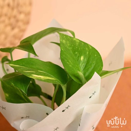 هدية نبتة البوتس سيفين ونخلة