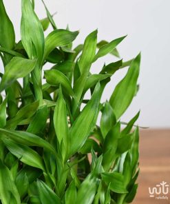 مجموعة بامبو في اصيص سيراميك ابيض كبير