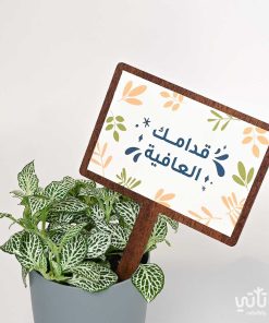 هدية قدامك العافية نبتة الفيتونيا و تشوكلت مغلف