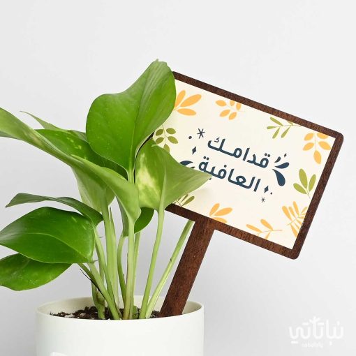 هدية قدامك العافية نبتة البوتس و تشوكلت روكي بايتس