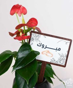 هدية الزواج نبتة الانتوريوم و تشوكلت بلجيكي