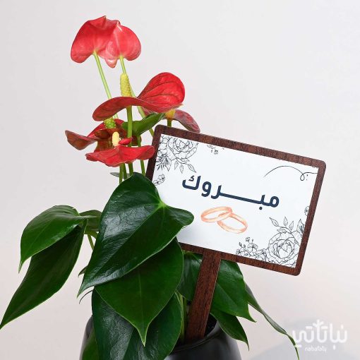 هدية الزواج نبتة الانتوريوم و تشوكلت بلجيكي