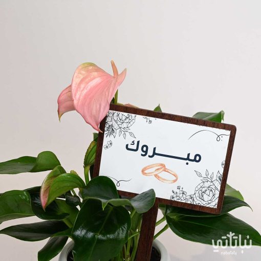 هدية الزواج نبتة الانتوريوم و تشوكلت مغلف
