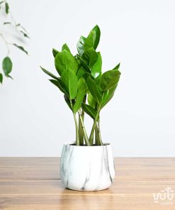 نبتة زاميا صغيرة في اصيص سيراميك
