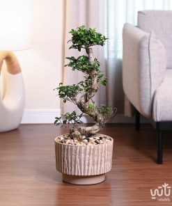 نبتة بونساي في حوض اسمنتي
